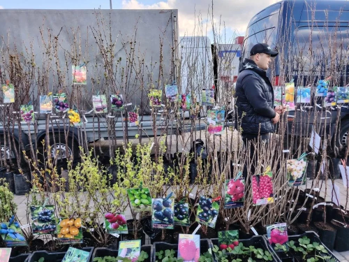Сельскохозяйственная ярмарка в Кингисеппе: весна в каждом саженце и улыбке